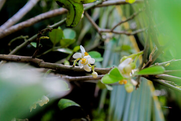 Roadside flowers in the middle of a field