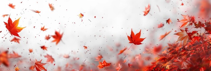 Panoramic border, header of footer with a vibrant Autumn maple leaves, red and white background - obrazy, fototapety, plakaty