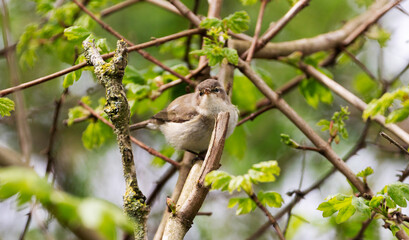 A cute Willow Warbler singing bird, also known as Fitis, sitting on a blackberry bush branch. Bokeh lens effect on the twigs.