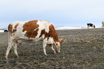 A herd of colorful cows grazes on a snowy winter meadow