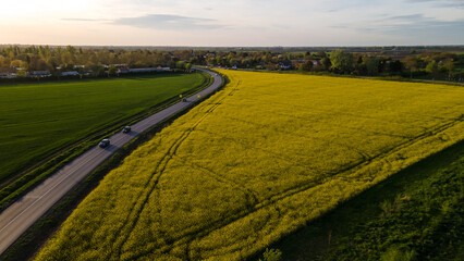 An Aerial View of Green Wheat Fields Oilseed rape in Late Afternoon, With a Road and Cars Traveling Next to Them on a Sunny Spring Day