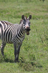 Fototapeta na wymiar Smiley zebra