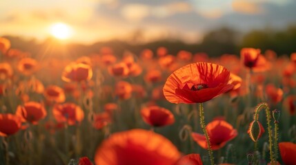 A field of red poppies in the sun with a bright sky, AI