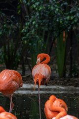 Flamenco en zoo de chapultepec