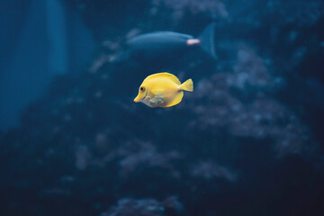 pez cirujano amarrillo nadando