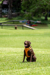 perro labrador sentado y feliz en una colina