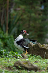 pato de cuerpo completo en un bosque