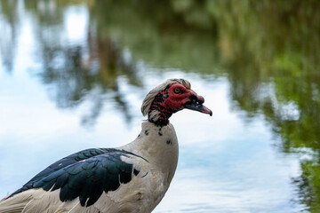 pato blanco en un lago