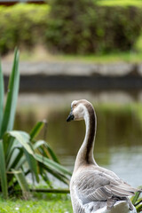 ganso blanco en un lago