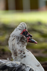 pato blanco mojado en una parque