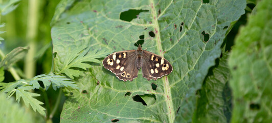 A beautiful Comma Butterfly on a leaf in close up.