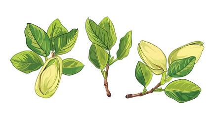 Pistachio Pistacia vera. Hand drawn botanical vector
