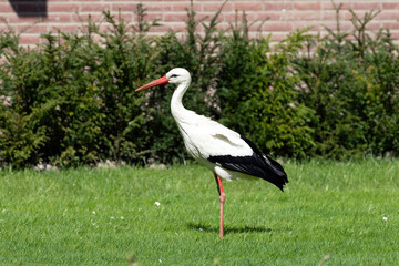 A beautiful young Stork standing in a grass field with bushes and a wall in the out of focus background. 