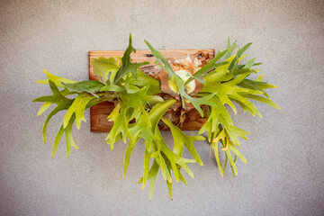Staghorn fern mounted on concrete wall © Liesl