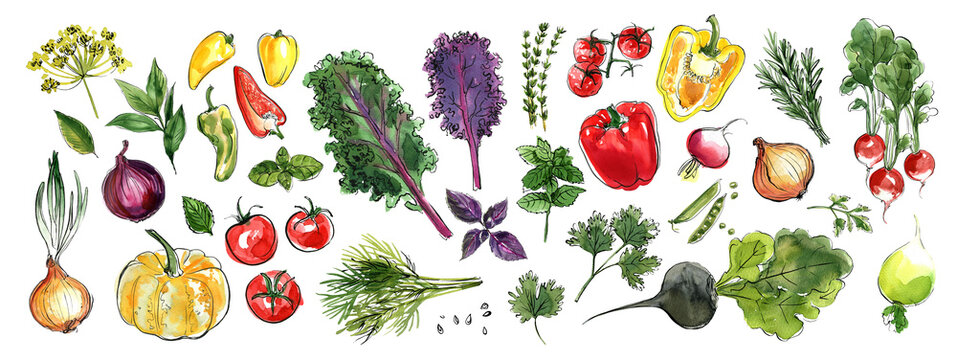 Vegetables food sketch watercolor. Farm products. Greens, herbs, spices