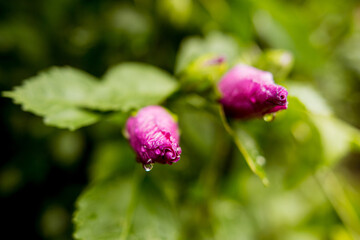 water droplet on flower bud