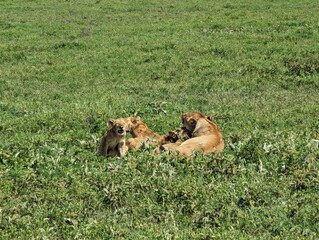 Lion pride