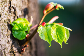 Young linden leaves, springtime in garden - 779927723