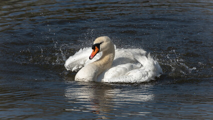 An adult mute swan (Cygnus olor) while swimming in a pond - 779927753