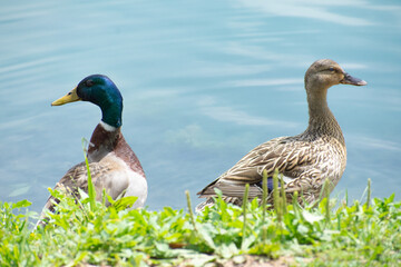 Duck partners in pond 