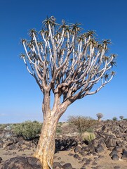 Quiver tree