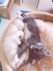 two cute kittens white and gray are sleeping cuddled next to each other. Yin yang energy