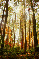 Obraz premium Tall trees in autumn