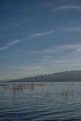 Pair of Birds Flying Over Utah Lake April Season Vineyard