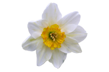 white daffodil with yellow heart and beautiful pistils