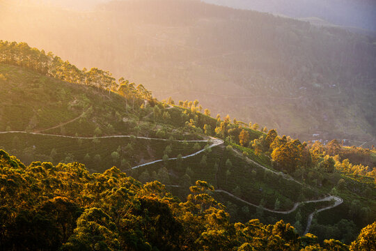 Winding road in the middle of tea plantations. Hills near Haputale in Sri Lanka at golden light..