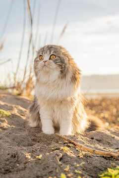 Round Scottish Fold Kitty Cat Sitting Outside Adventure