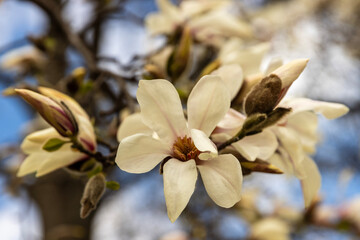 The magnolia, with six-petaled blossoms, exudes timeless grace and sophistication. Each petal unfurls like a delicate satin ribbon, revealing a symphony of soft hues, from creamy whites to blush pinks