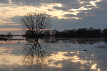 Reflection of the sunset, clouds and tree crowns in the water mirror when the Staritsa River floods