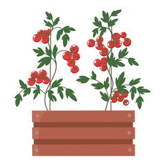 Small tomatoes in a container, balcony tomatoes. Vector illustration in flat style.