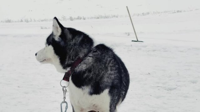 A black and white dog is standing in the snow. The dog is wearing a collar and he is looking at the camera