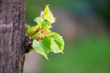 Young linden leaves close-up in springtime garden - 779933394