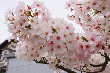 Close up of cherry blossom in full bloom in Japan during spring (Japanese Sakura)