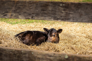Calf laying in hay