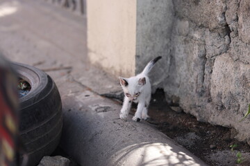 Stray kitten on the street in Manila