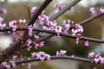 Kwitnący krzew ozdobny - Judaszowiec chiński