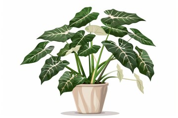 Modern tropical Alocasia houseplant in stylish pot isolated on white, indoor gardening illustration - obrazy, fototapety, plakaty