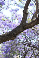 tree in bloom Blue Jacaranda