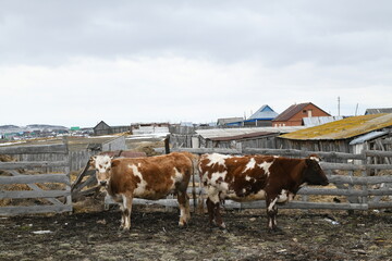 Portrait of a brown-white cow grazing on a farm behind a fence
