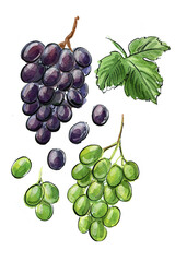 Green grapes drawing with watercolor and ink sketch color - 779936929
