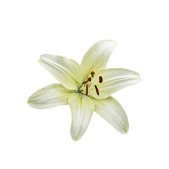 Detailed view of a lily flower showcasing its light petals, brown stamens with pollen grains visible; set against a backdrop.