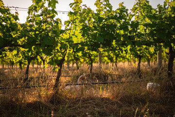 Sunlight shining through grapevines with ducks in grass