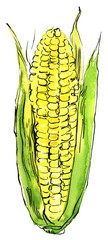 Corn Vegetables drawing with watercolor and ink sketch color - 779937731
