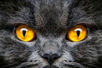 Closeup of shorthair exotic grey fur cat with big yellow eyes indoor looking in camera