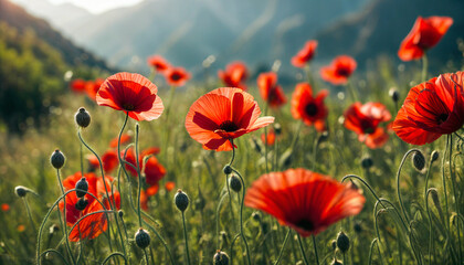 Obraz premium Red poppy. Poppy flowering. Mountain landscape with blooming red poppy. Mountain panorama. AI generated