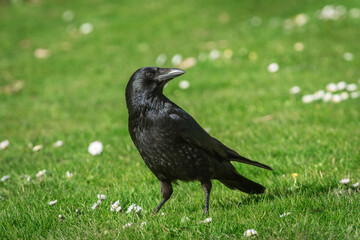 Portrait of an adult black crow (Corvus corone) on a green meadow in spring - 779939559